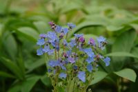 Masses of mid blue flowers in early summer.